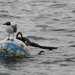 Mooring ball with  a tern.